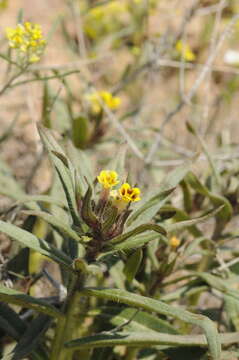 Arnebia decumbens (Vent.) Coss. & Kral.的圖片