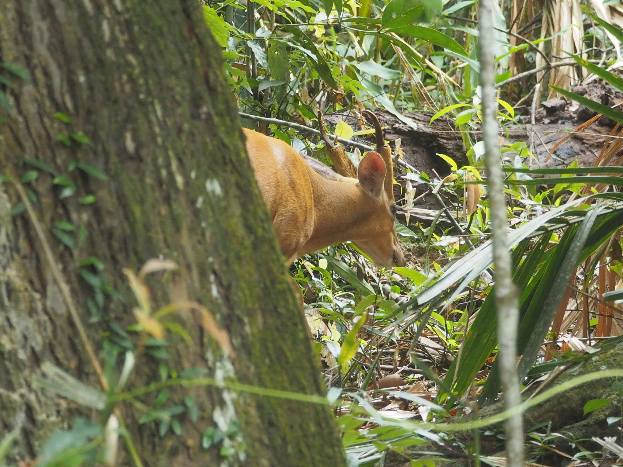 Image of Barking Deer