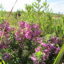 Слика од Indigofera sulcata DC.