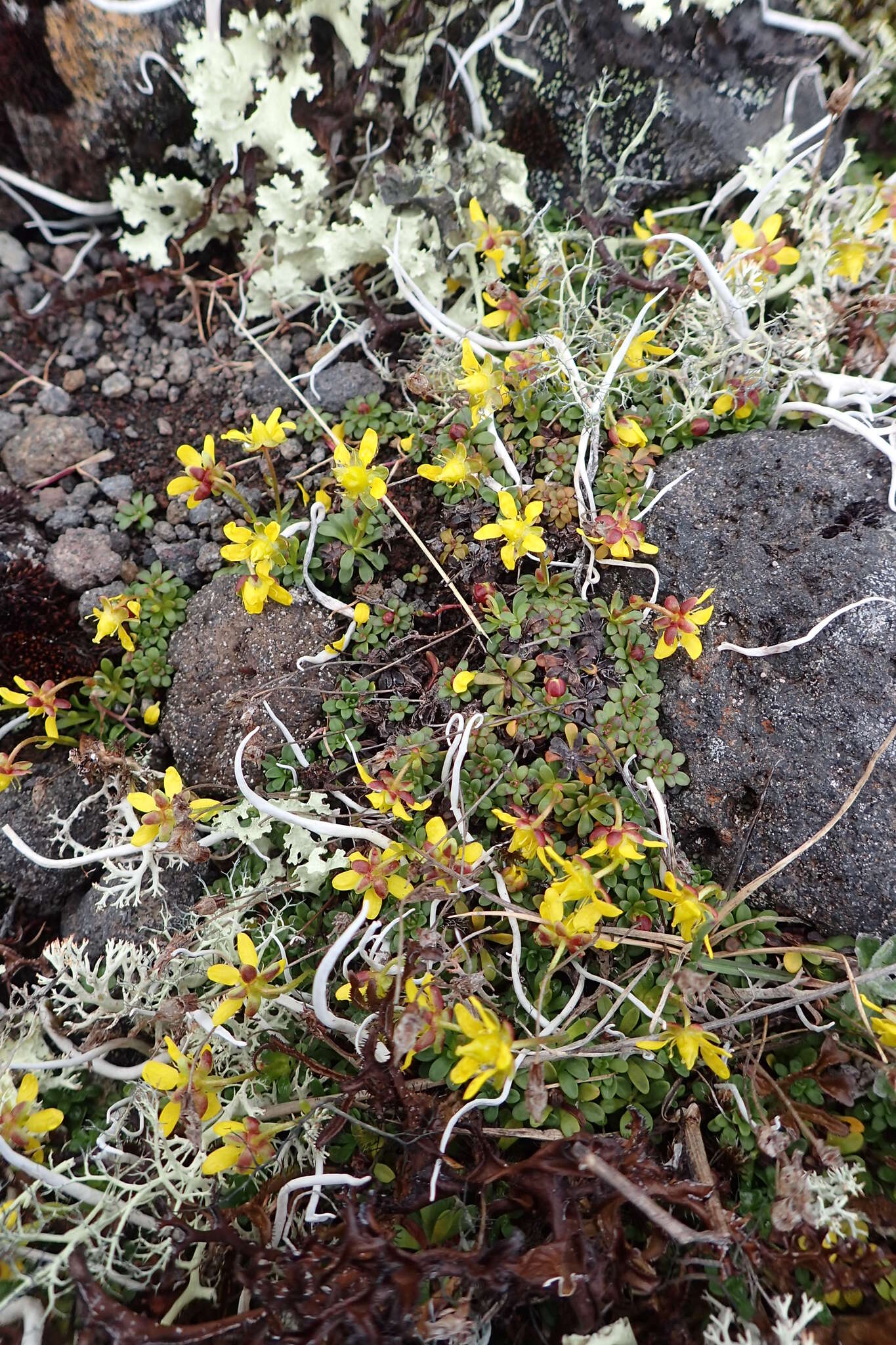 Sivun Saxifraga serpyllifolia Pursh kuva