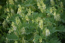 Plancia ëd Astragalus americanus (Hook.) M. E. Jones