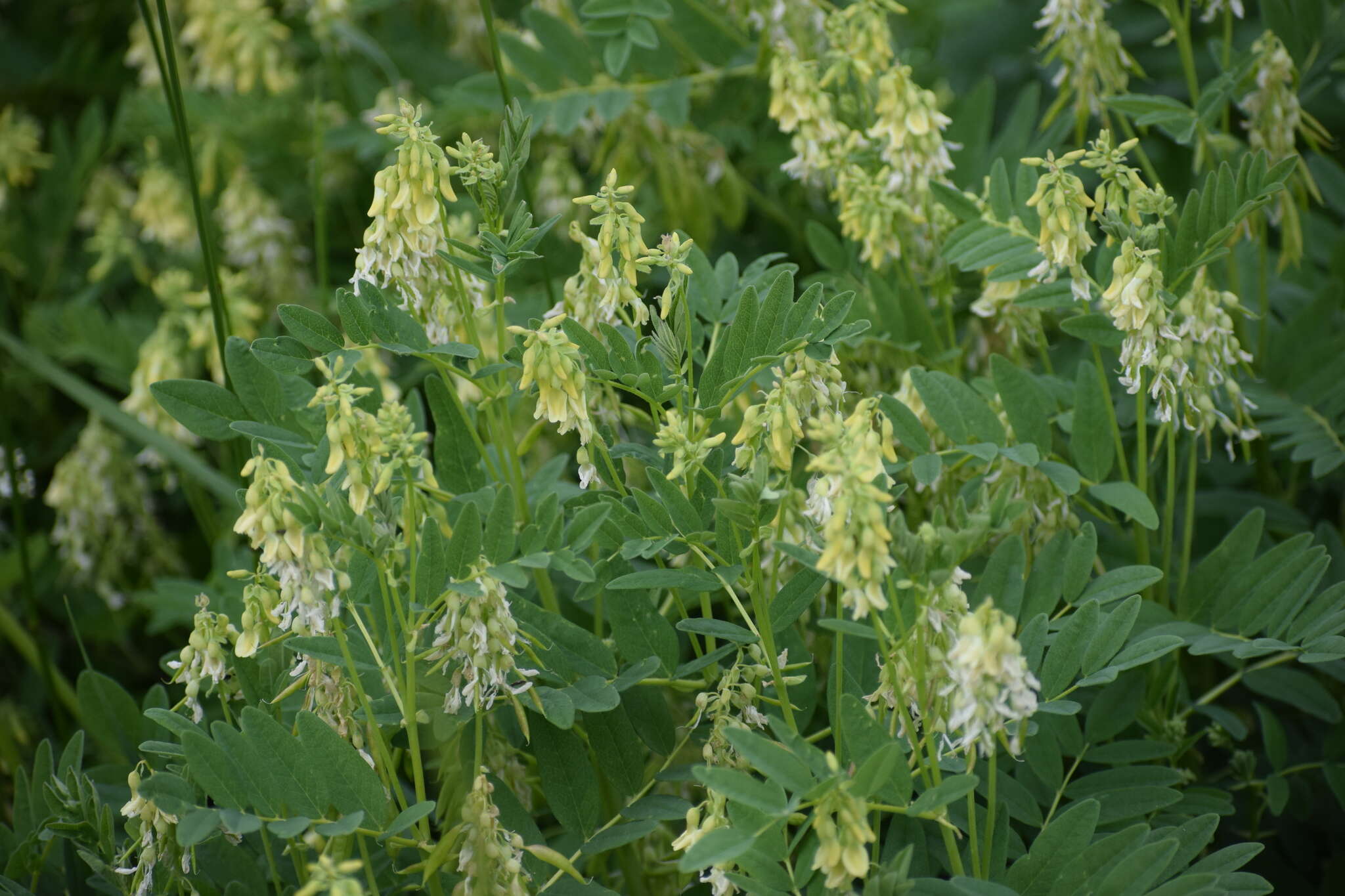 Plancia ëd Astragalus americanus (Hook.) M. E. Jones