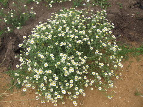 Image of weedy dogfennel