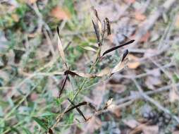 Imagem de Genista tinctoria subsp. tinctoria