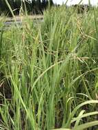 Image of pendantgrass