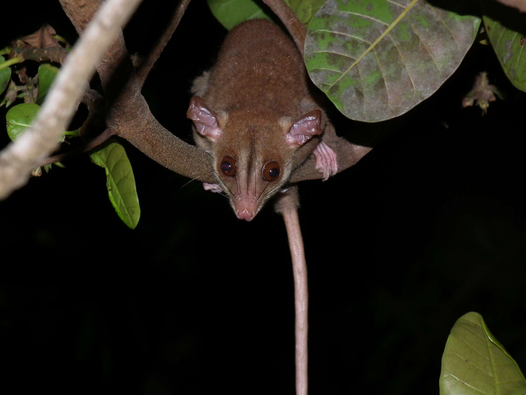 Image of Bare-tailed Woolly Opossum