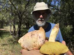 Butyriboletus pulchriceps (Both, Bessette & R. Chapm.) Kuan Zhao & Zhu L. Yang 2015的圖片