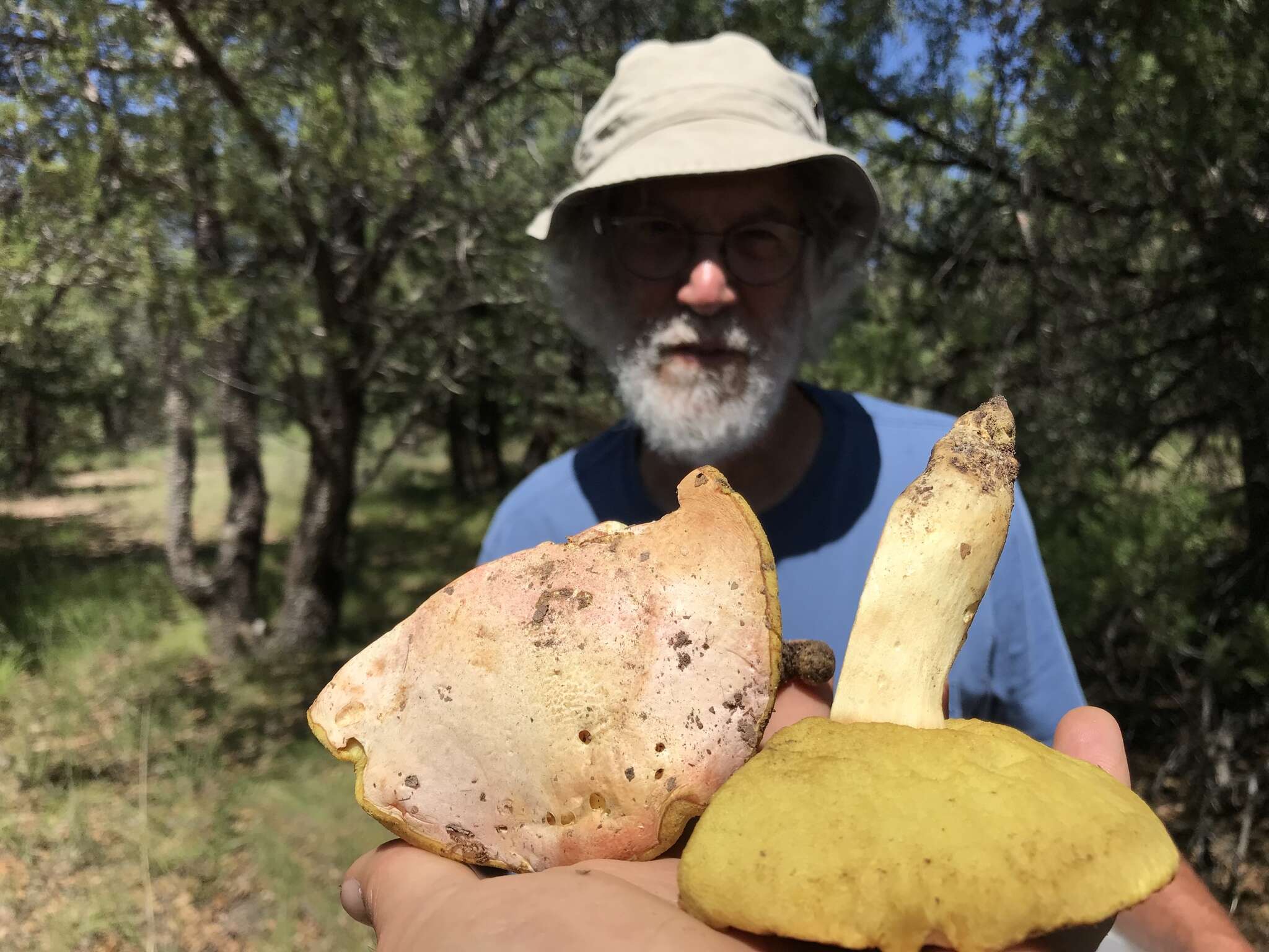 Butyriboletus pulchriceps (Both, Bessette & R. Chapm.) Kuan Zhao & Zhu L. Yang 2015的圖片