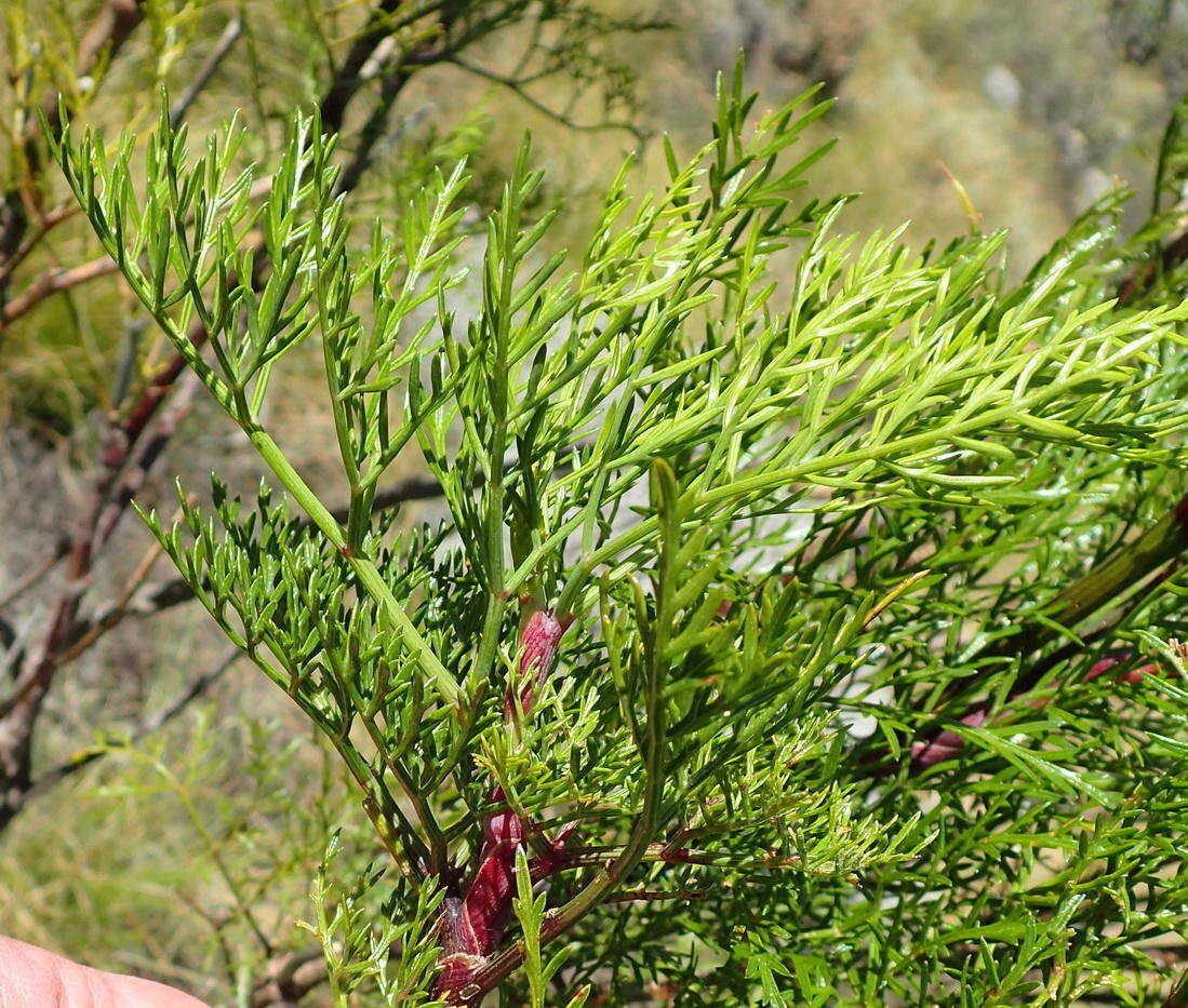 Image of Notobubon tenuifolium (Thunb.) Magee