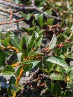 Image of bearberry willow