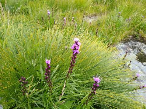 صورة Liatris helleri (Porter) Porter