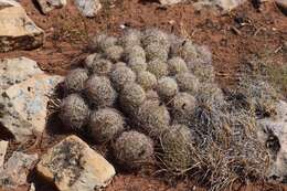 Image of Pincushion Cactus