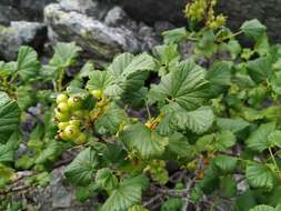 Image of Ribes fragrans Pall.