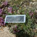 Imagem de Astragalus physodes subsp. physodes