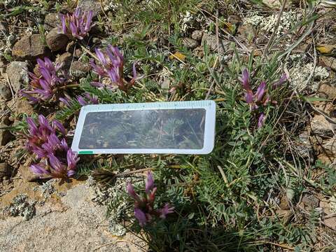 Imagem de Astragalus physodes subsp. physodes