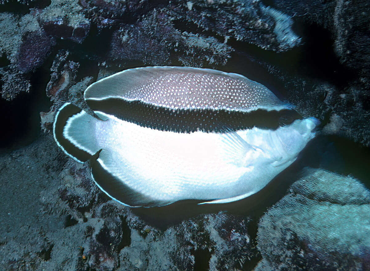 Image of Banded Angelfish