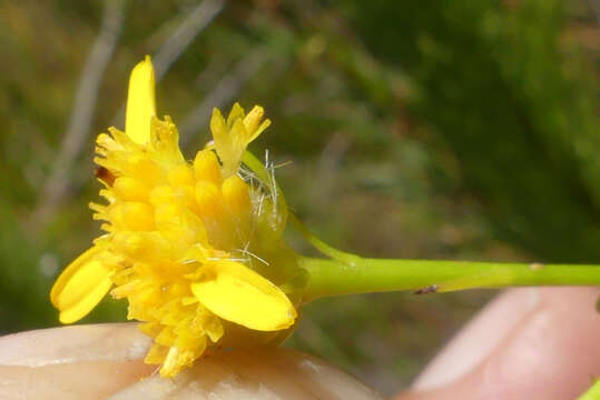 Sivun Senecio euryopoides DC. kuva