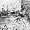 Image of Taeniopteryx araneoides Klapálek 1902