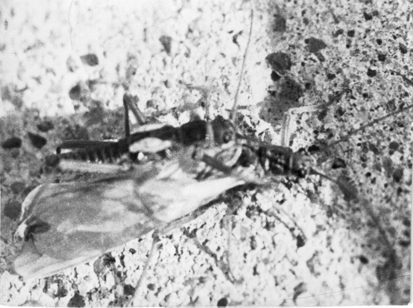 Image de Taeniopteryx araneoides Klapálek 1902
