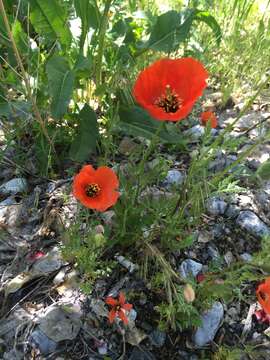 Image of spotted Asian poppy