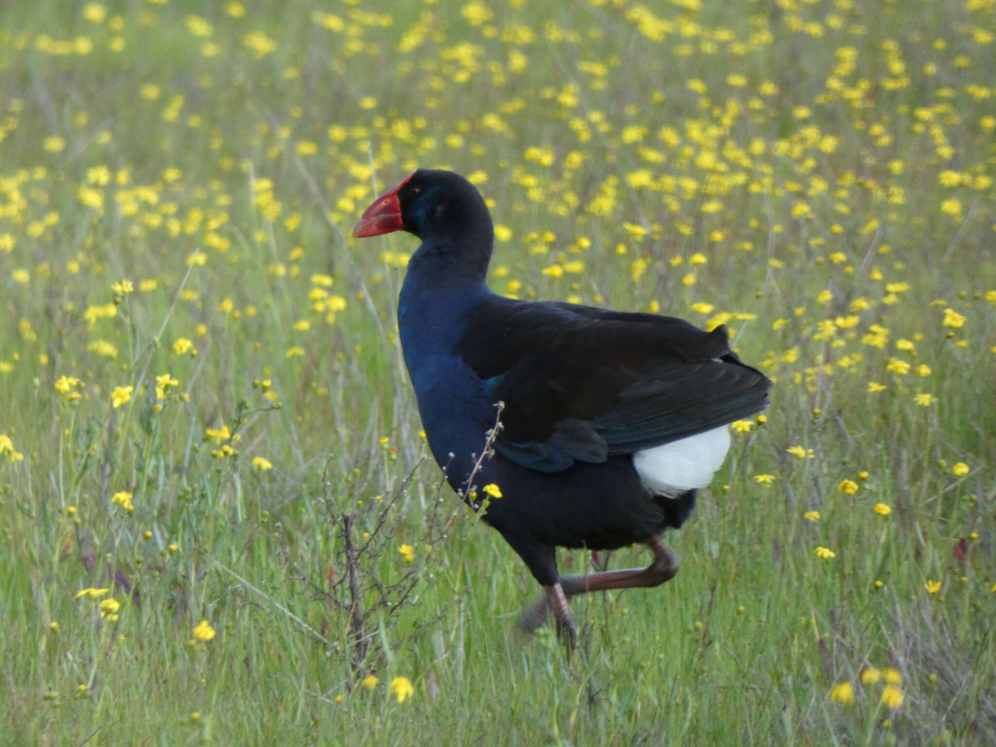 Image of Australasian Swamphen