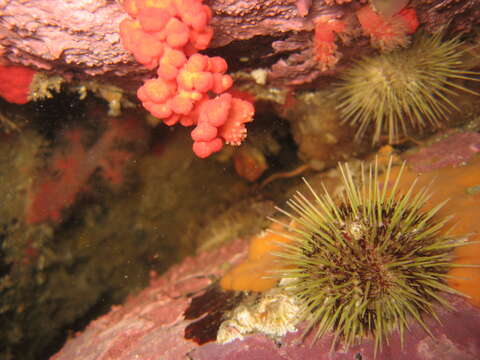 Image of Sea Strawberry