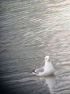 Image of Larus canus heinei Homeyer 1853