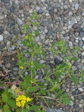 Image of Bushy Cinquefoil