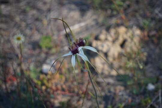 Image of Blushing spider orchid