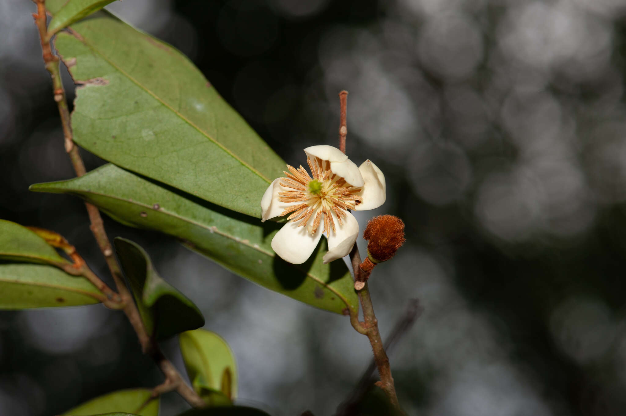 Magnolia figo var. skinneriana (Dunn) Noot. resmi