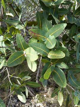 Image de Angophora hispida (Sm.) D. F. Blaxell