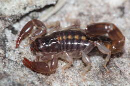 Image of Bothriurus asper Pocock 1893