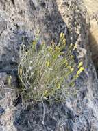 Image of three-lobed rockdaisy