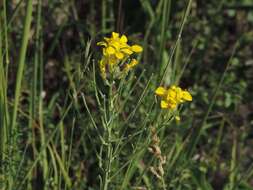 صورة Erysimum maremmanum