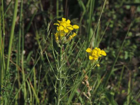 Image of Erysimum maremmanum