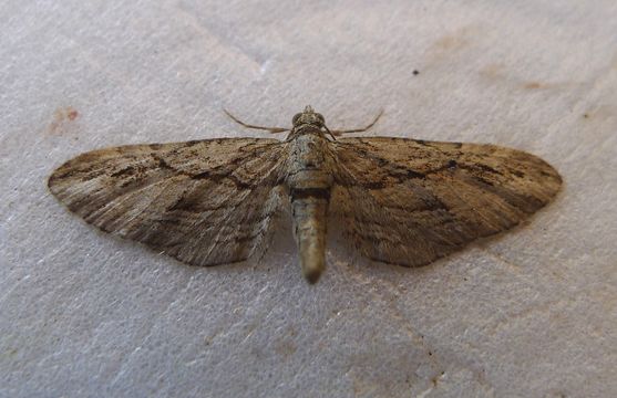 Image of <i>Eupithecia pheoniceata</i>