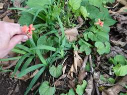 Image of false freesia