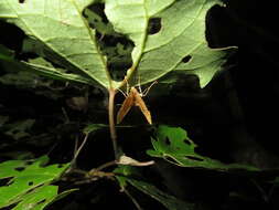 Image of Kawakawa looper moth