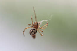 Image of Triangulate cobweb spider