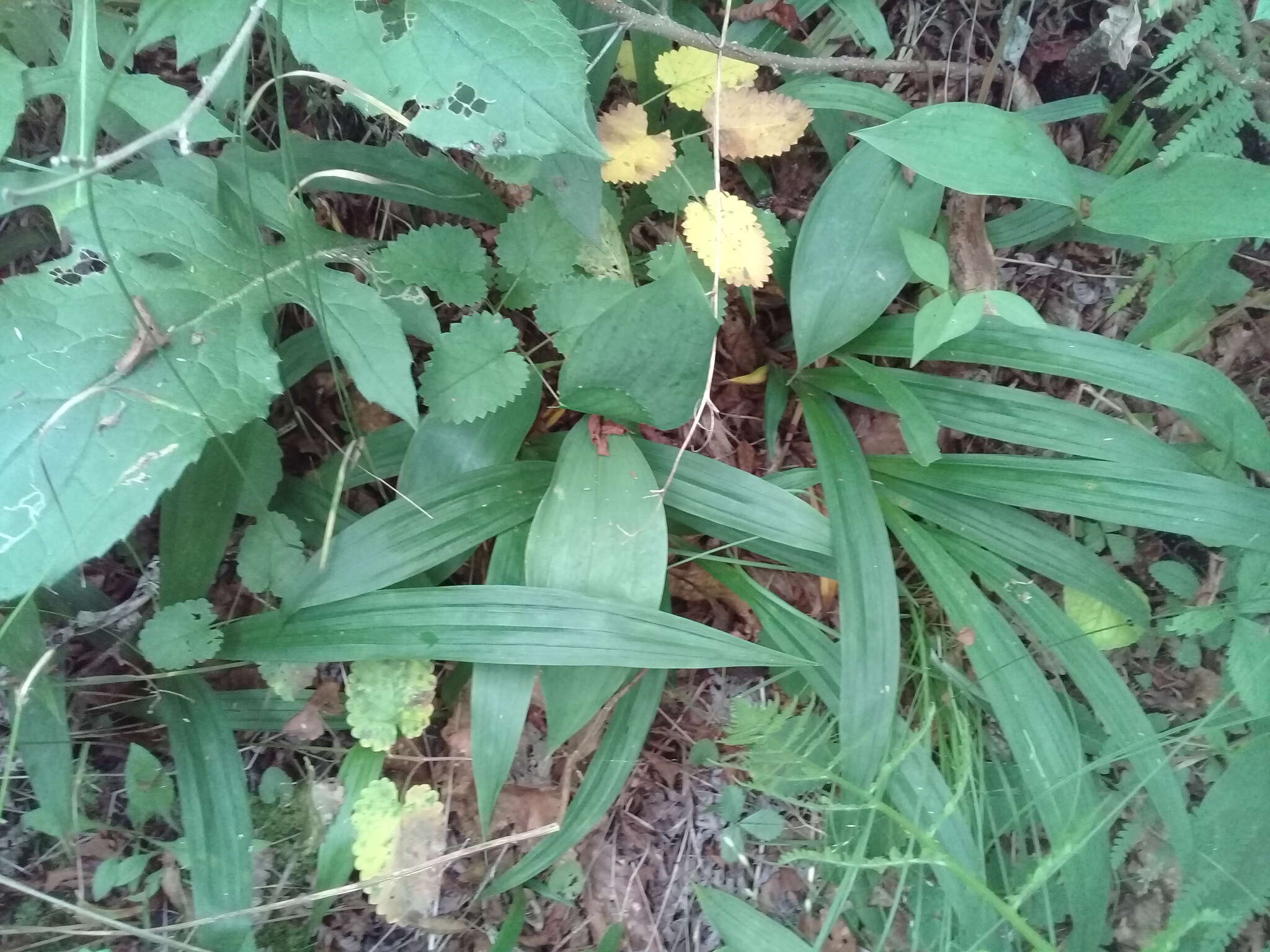 Image of Carex siderosticta Hance