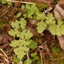 Sivun Woodsia obtusa subsp. occidentalis Windham kuva