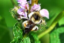 Image de Bombus deuteronymus Schulz 1906