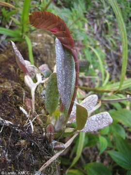 Image of Bulbophyllum occultum Thouars