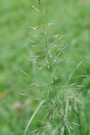 صورة Eragrostis tenuifolia (A. Rich.) Hochst. ex Steud.