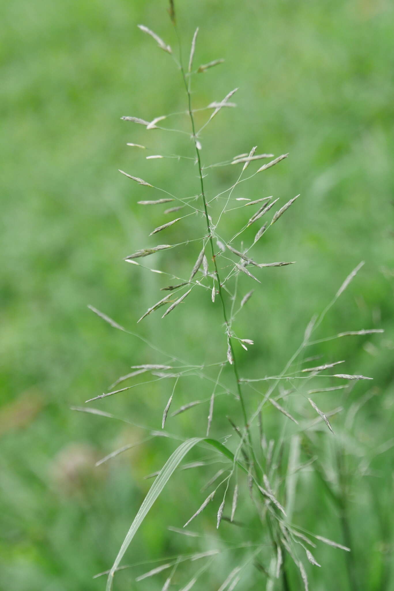 صورة Eragrostis tenuifolia (A. Rich.) Hochst. ex Steud.