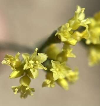 Imagem de Eriogonum contortum Small