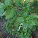 Sivun Pokeweed mosaic virus kuva