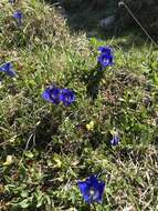 Image of Gentiana clusii subsp. clusii