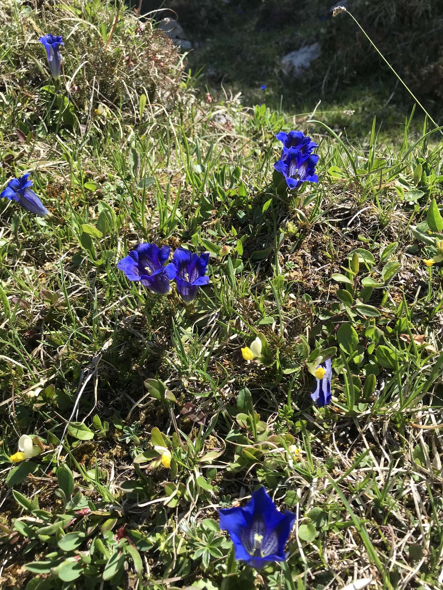 صورة Gentiana clusii subsp. clusii