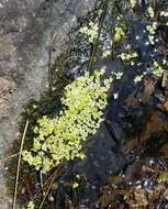 Image of little duckweed